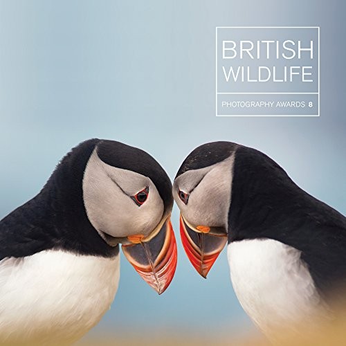 British wildlife photography - wildlife,